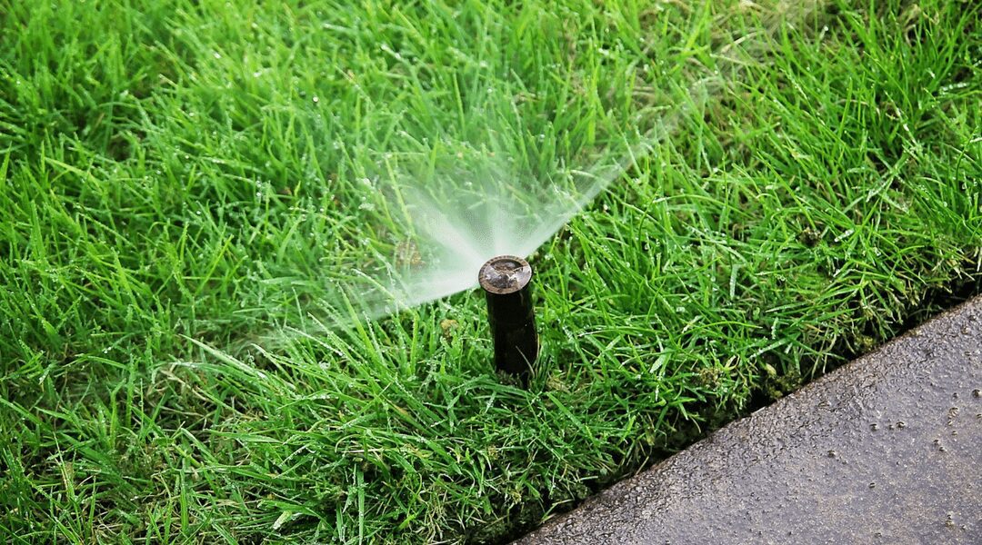 Sprinkler irrigating grass