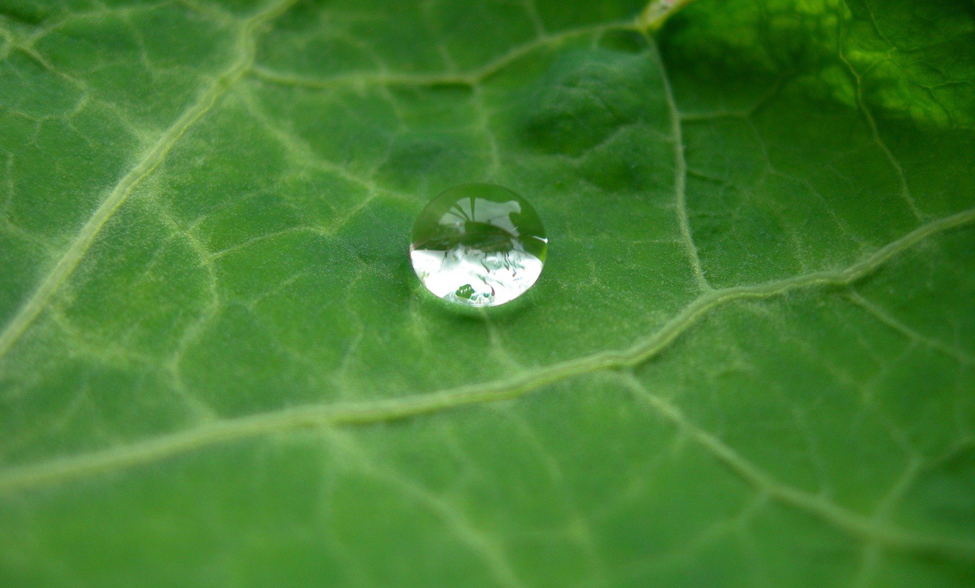 Droplet on leaf fix a leak week