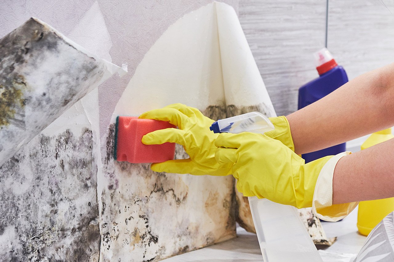 Hands scrubbing mold from a wall caused by moisture and water intrusion.