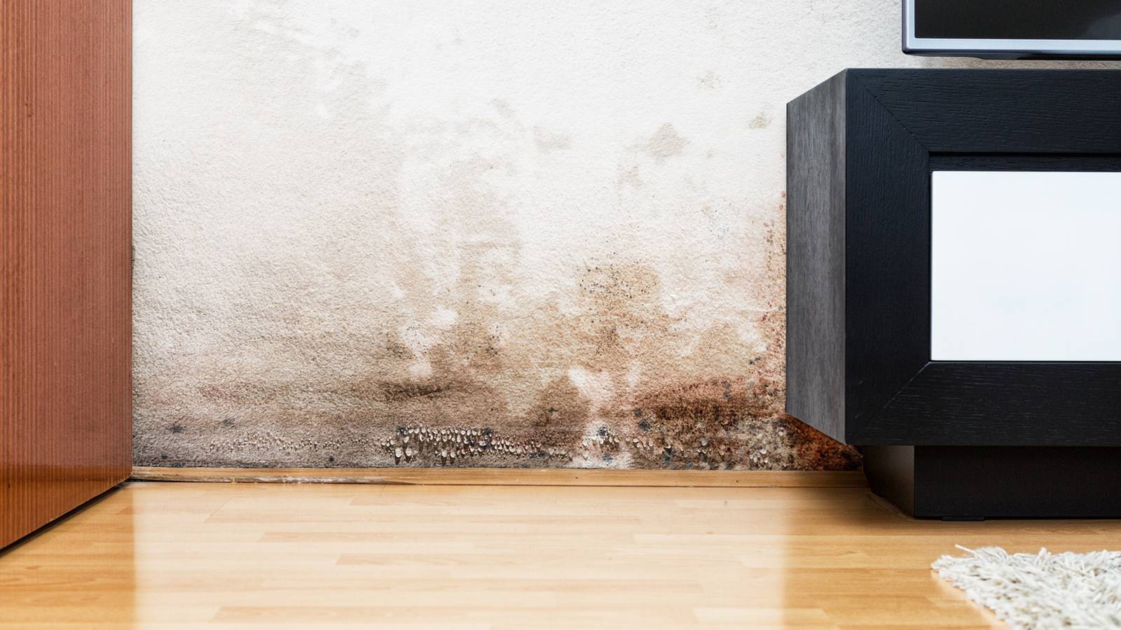 Wall damaged by mold and moisture from prolonged water leak